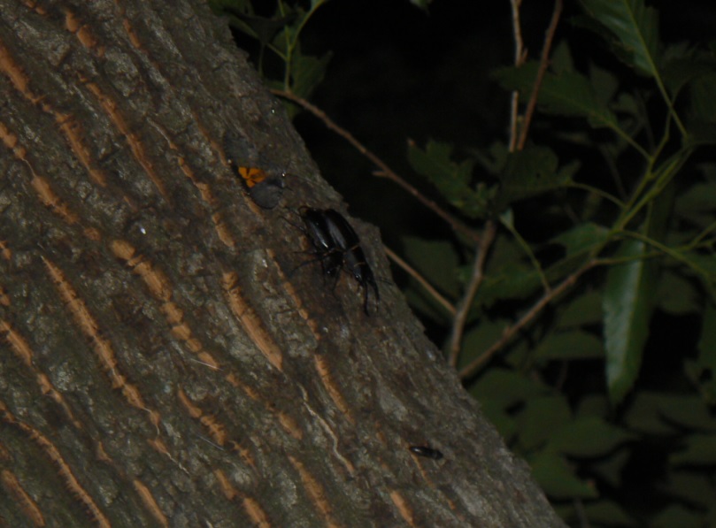 ２番目のクヌギの目線より3ｍ程上_ノコギリクワガタのペア_2021年5月26日19時45分頃 23度